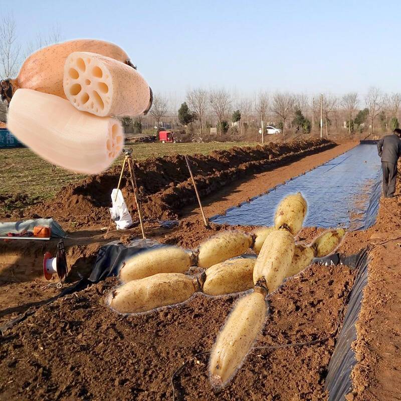 藕池專(zhuān)用膜