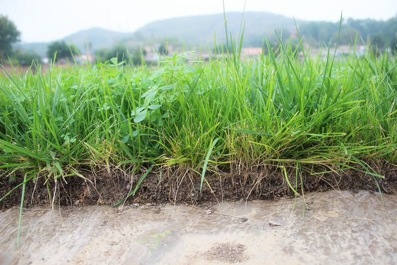 友好的生態(tài)護坡理念讓消失的水文化重見天日