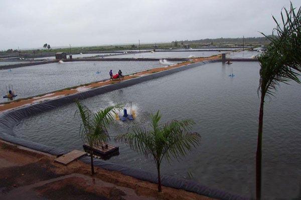 為什么一般推薦養(yǎng)殖專業(yè)戶使用黑色的土工膜？