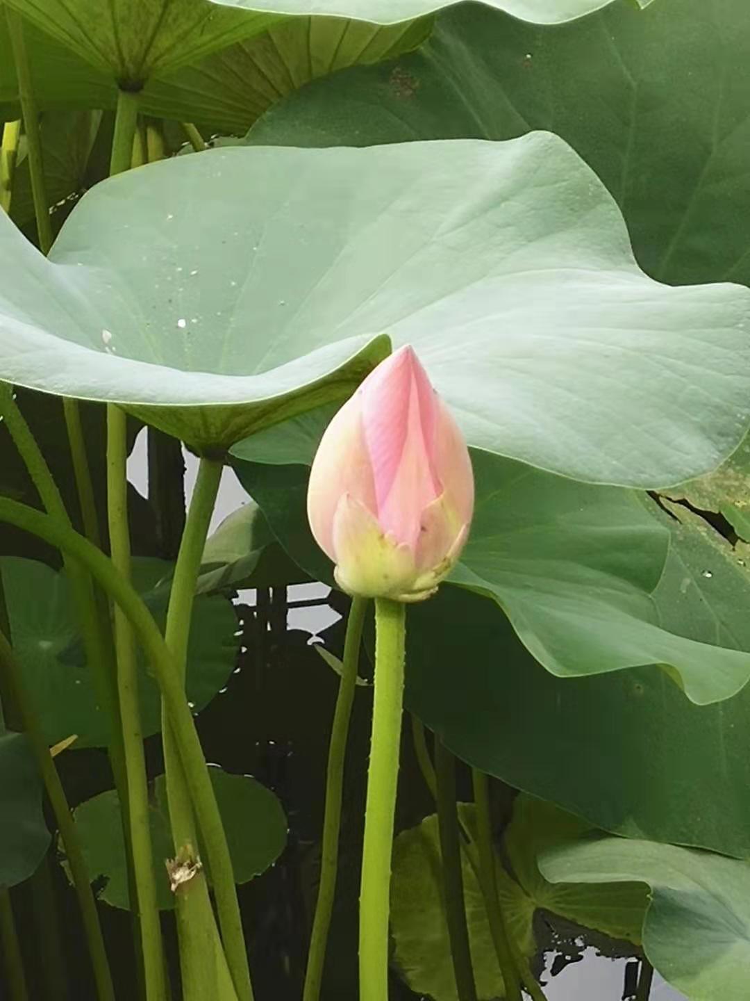 防水毯在景觀湖達(dá)到“雖由人作，宛自天開(kāi)”的