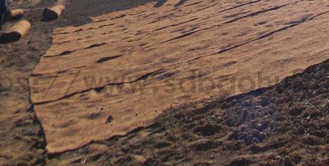 你知道城市綠化的草坪是如何一天內(nèi)生長(zhǎng)的嗎？