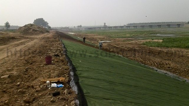 你知道城市綠化的草坪是如何一天內(nèi)生長(zhǎng)的嗎？