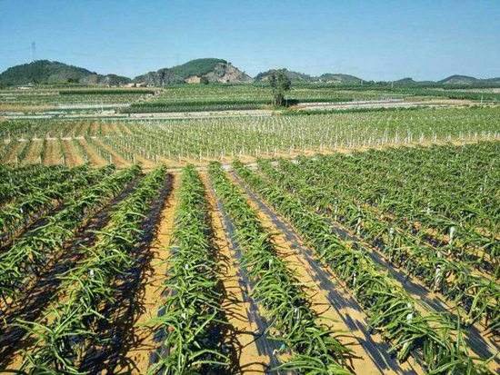 園藝地布對雜草數(shù)量、種類的影響